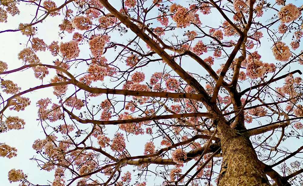 梧桐花开